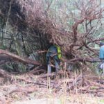 Gorillas in the Mist?... local volunteers removing invasive bamboo from Kauri Point/Soldiers Bay