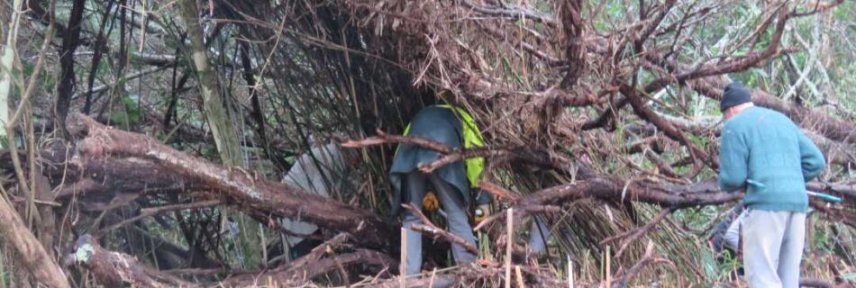 Gorillas in the Mist?... local volunteers removing invasive bamboo from Kauri Point/Soldiers Bay