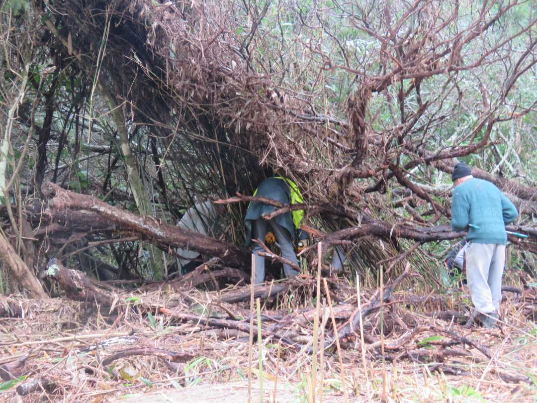 Gorillas in the Mist?... local volunteers removing invasive bamboo from Kauri Point/Soldiers Bay