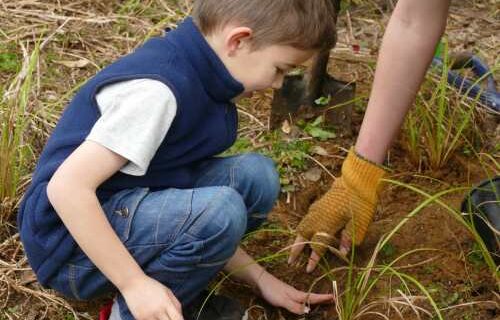 Stuart Barton Community Planting Birkenhead War Memorial Park