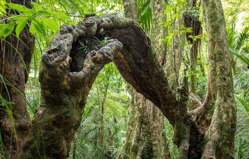 Kate Burton-Brown Le Roys Bush Puriri Join Hands