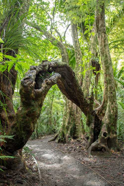 Kate Burton-Brown Le Roys Bush Puriri Join Hands