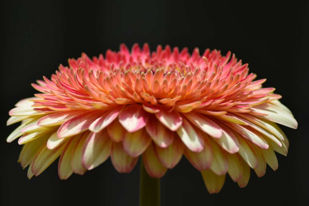 Lewis Hartley Garden flower