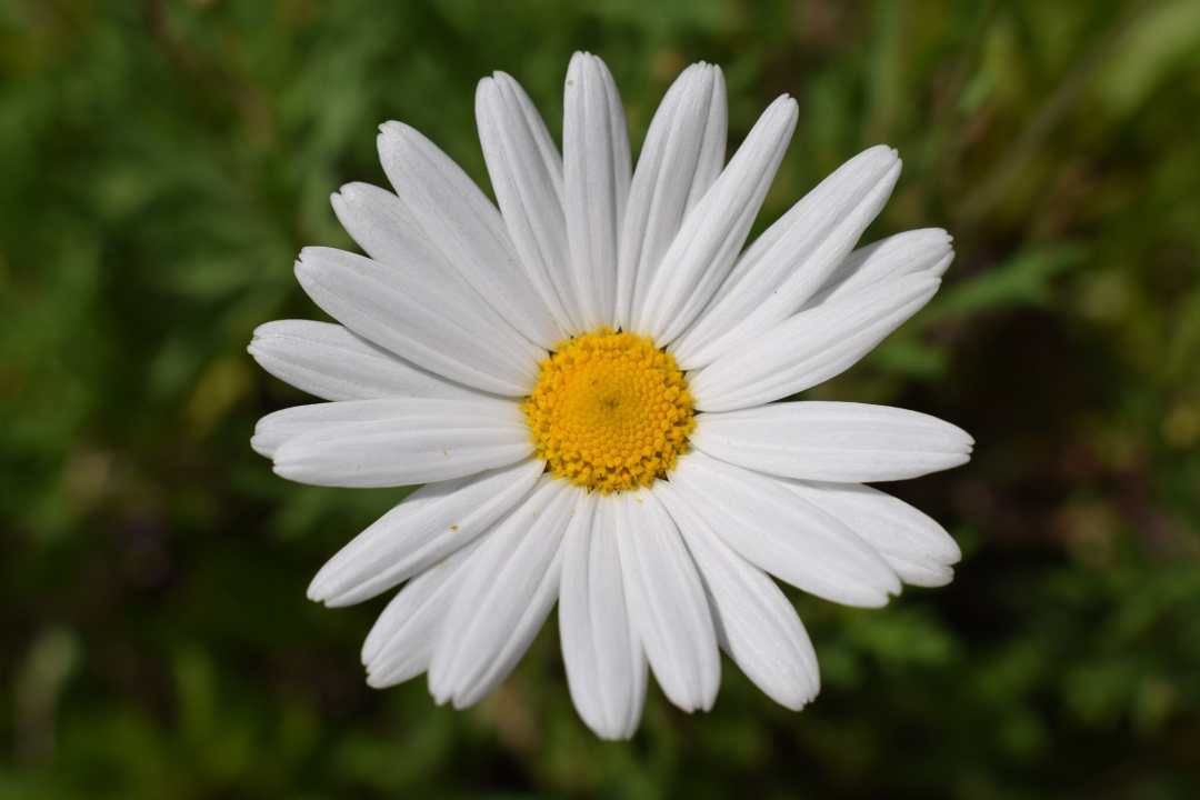 Lewis Hartley Daisy at Chelsea