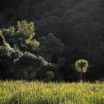 Lloyd Macomber Lone cabbage tree Little Shoal Bay