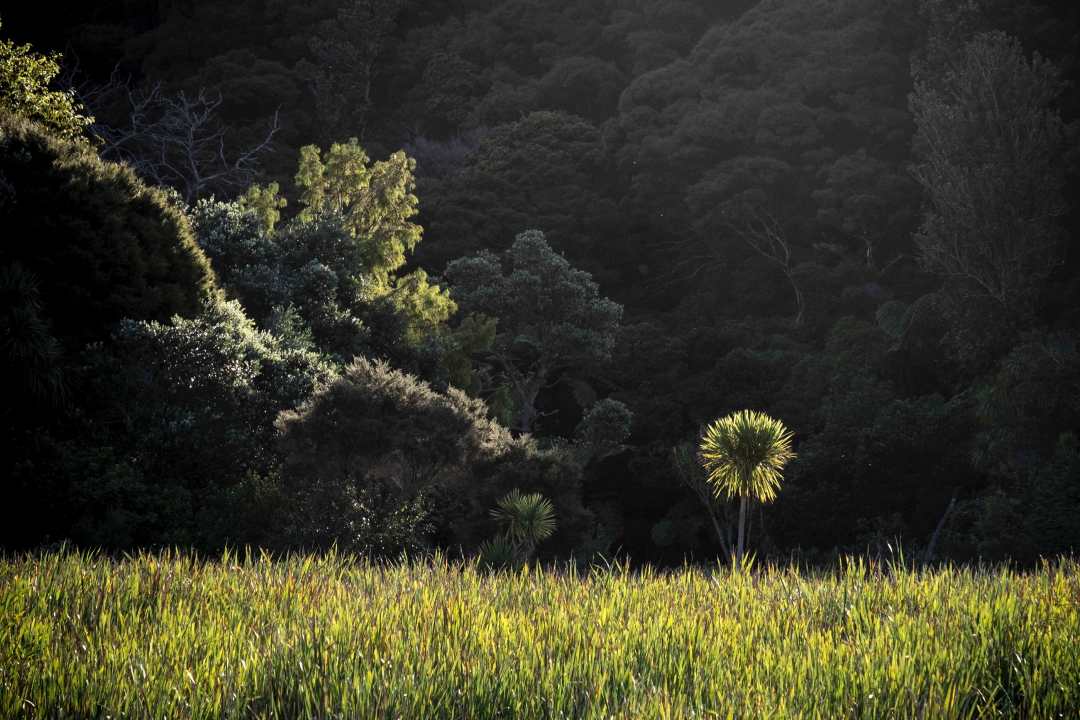 Lloyd Macomber Lone cabbage tree Little Shoal Bay