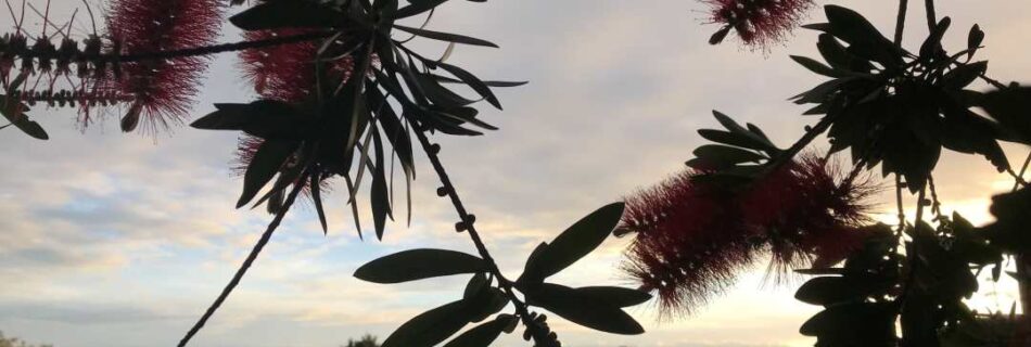 Narida Maisirisom The Nature Colour of Birkenhead