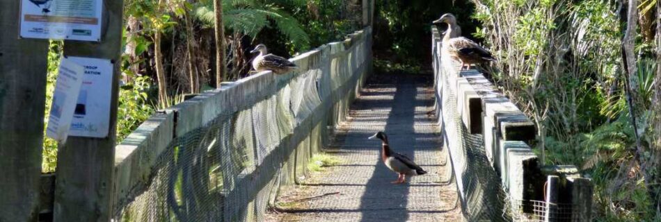 George Phillips Getting your ducks in a row