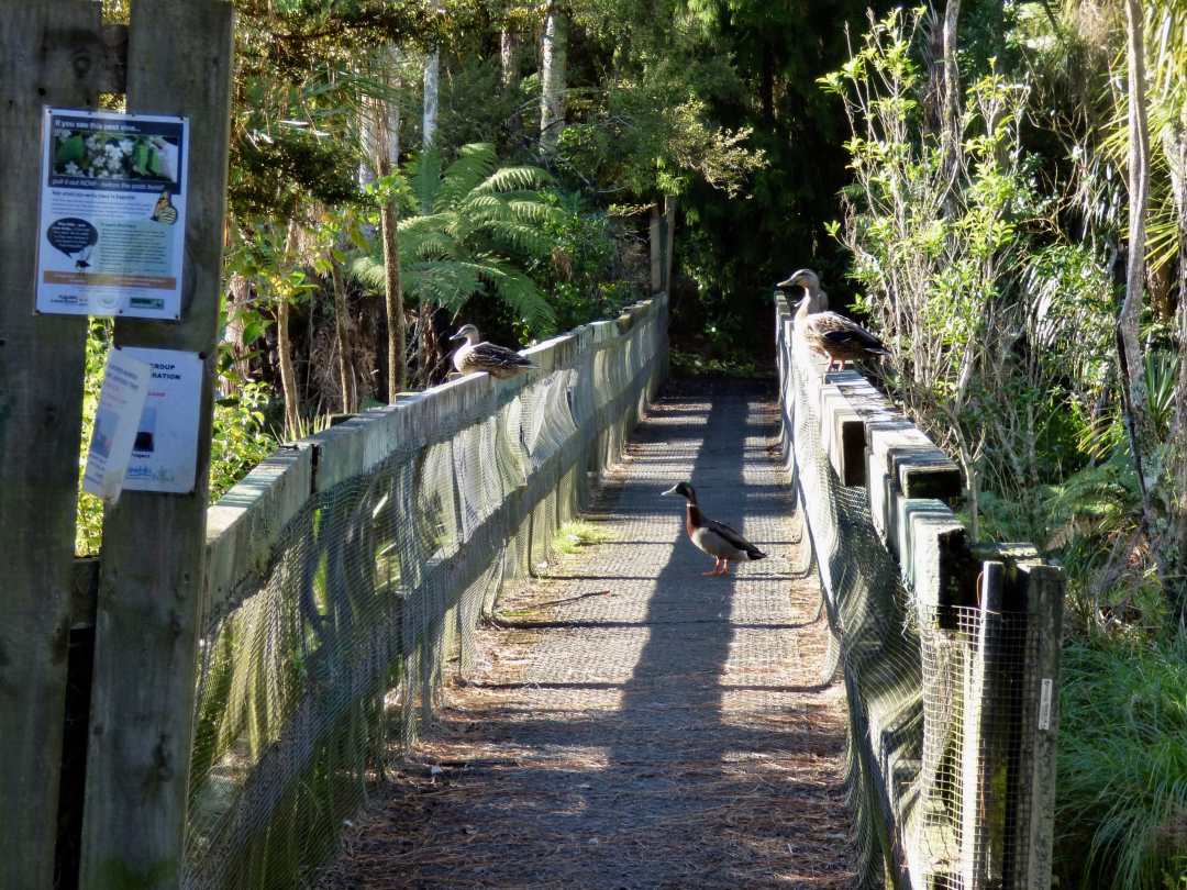 George Phillips Getting your ducks in a row