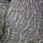Isabella Young: Tree Textures