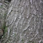 Isabella Young: Tree Textures