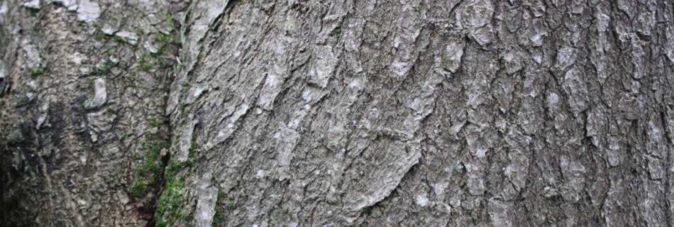 Isabella Young: Tree Textures