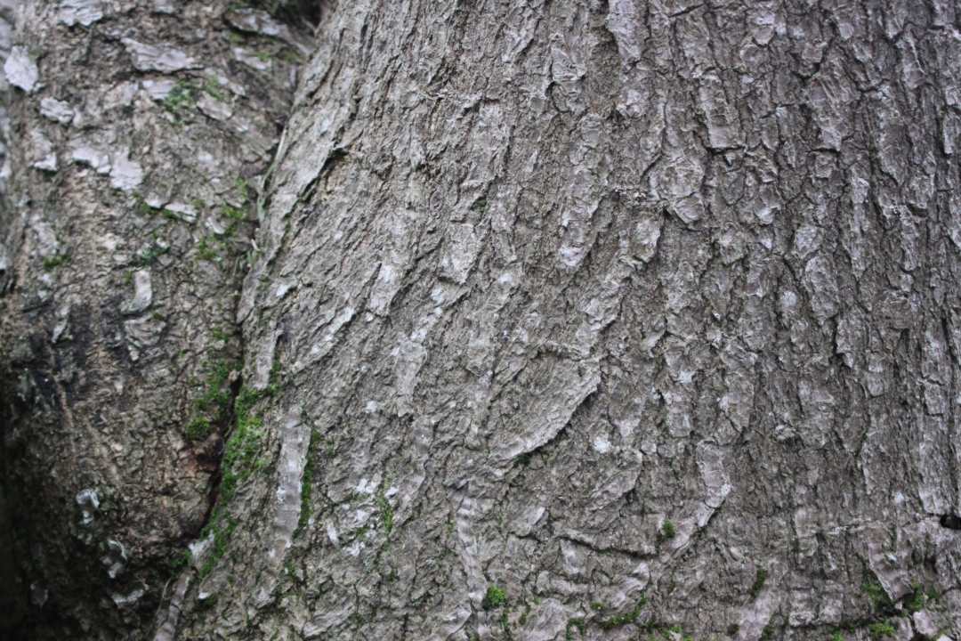 Isabella Young: Tree Textures