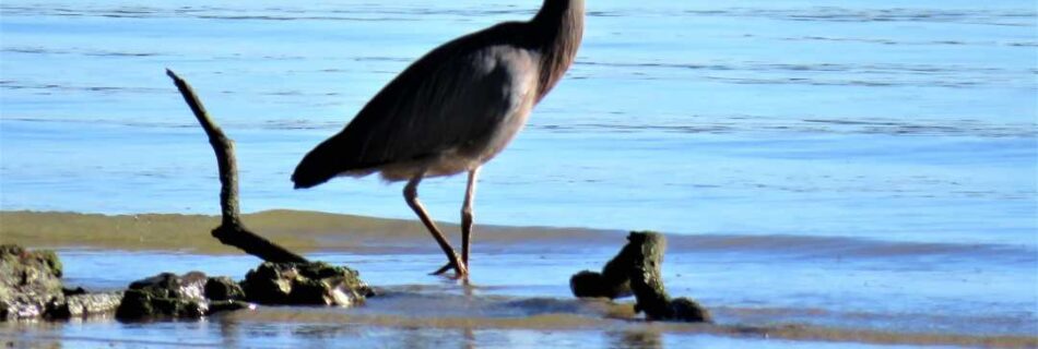 Kristine Bavage Wading