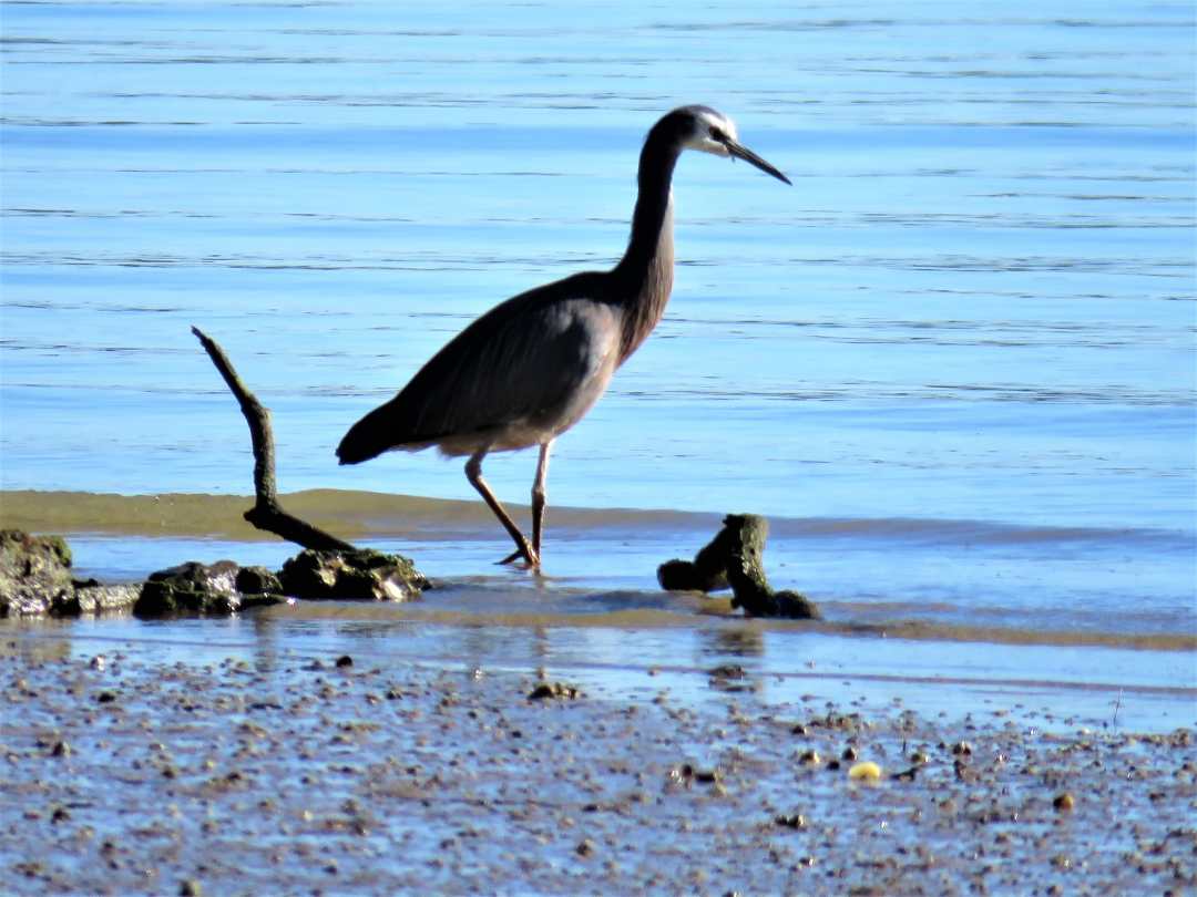 Kristine Bavage Wading