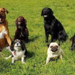 David Boots: Dogs of Birkenhead Chelsea Park