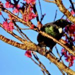 Joanna Hopkins Afternoon Sun Reveals the Tui's True Colours