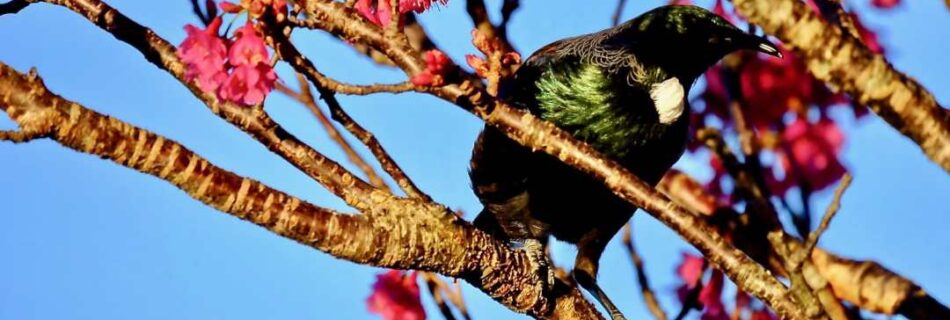 Joanna Hopkins Afternoon Sun Reveals the Tui's True Colours