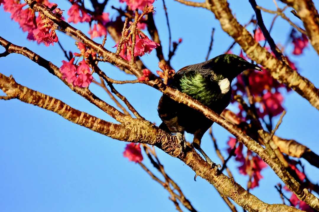 Joanna Hopkins Afternoon Sun Reveals the Tui's True Colours