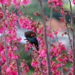 Joanna Hopkins In the Pink - the Tui Has No Chance of Hiding