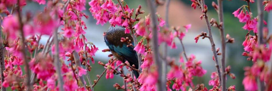 Joanna Hopkins In the Pink - the Tui Has No Chance of Hiding