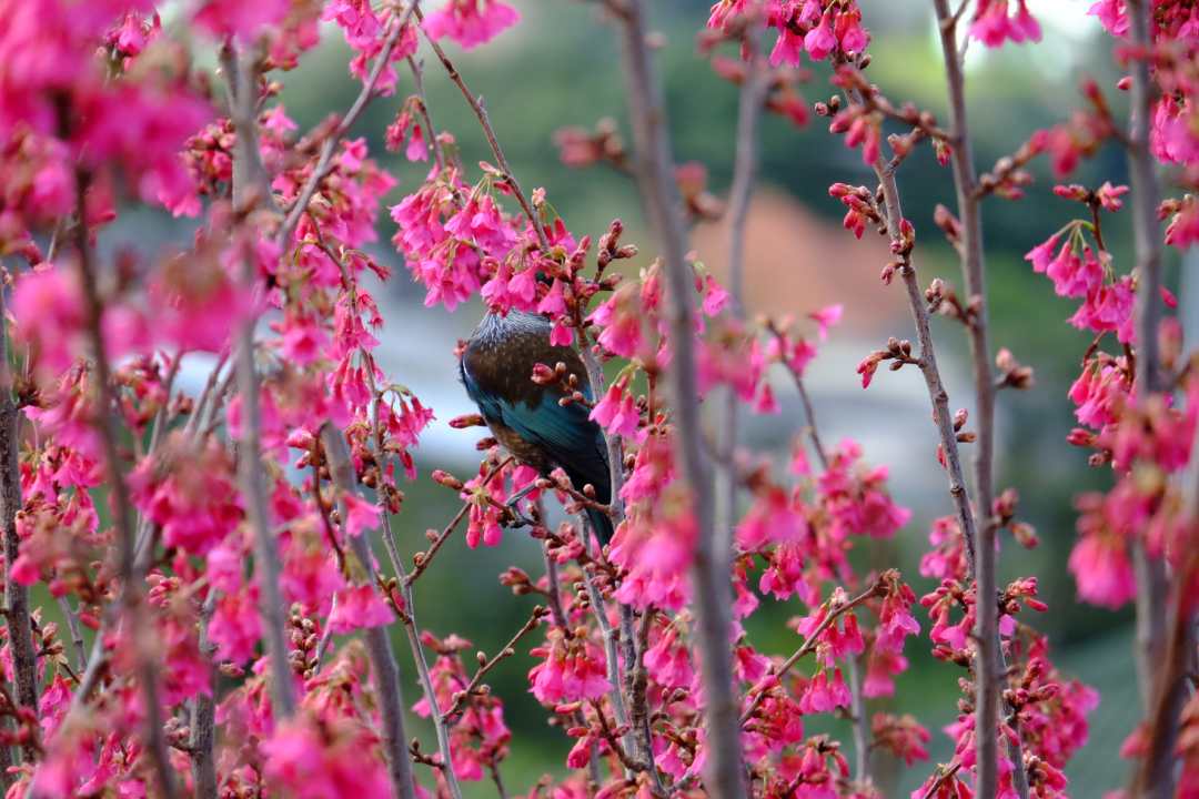 Joanna Hopkins In the Pink - the Tui Has No Chance of Hiding