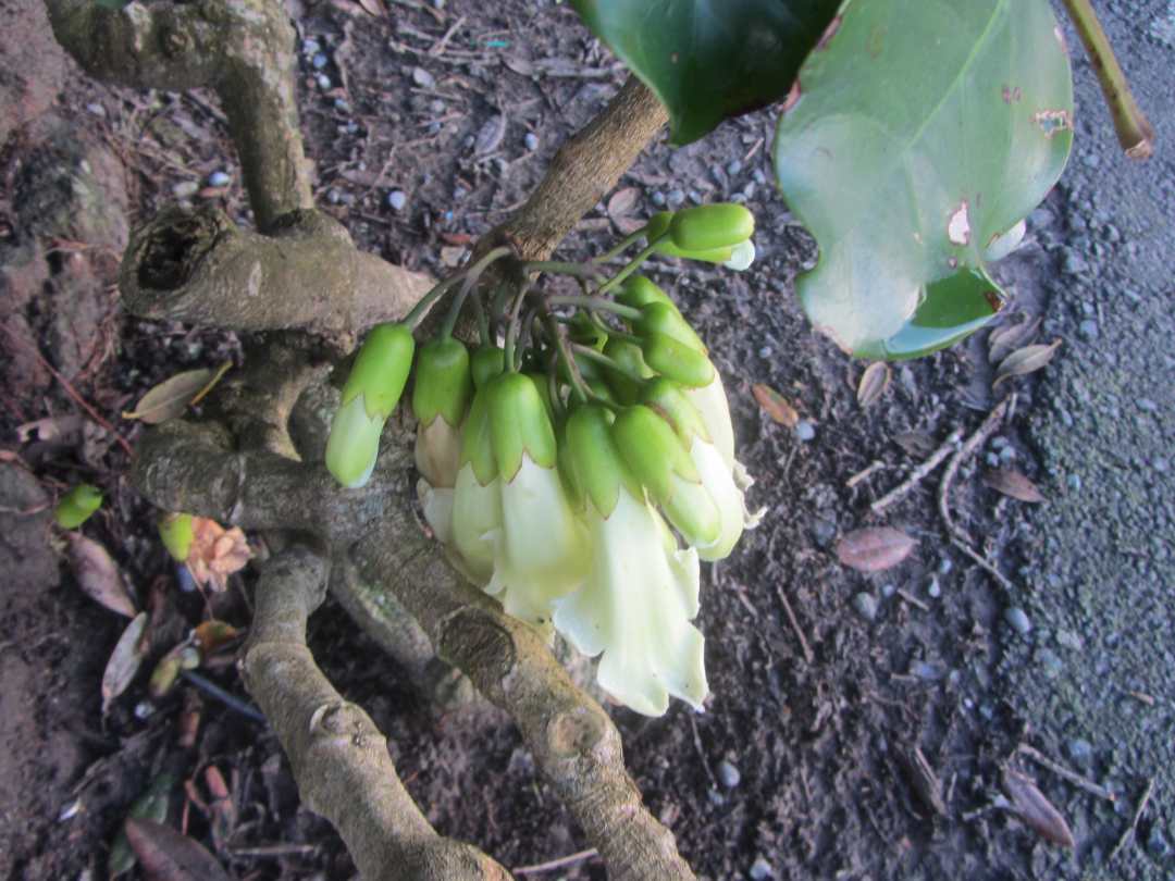 Brita Odersky Flowering Puka