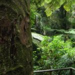 Marcia Roberts Chatswood Kauri on the Edge