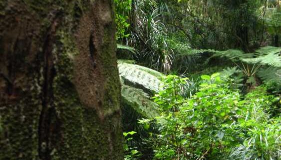 Marcia Roberts Chatswood Kauri on the Edge