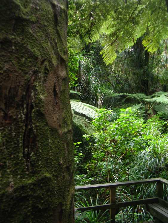 Marcia Roberts Chatswood Kauri on the Edge