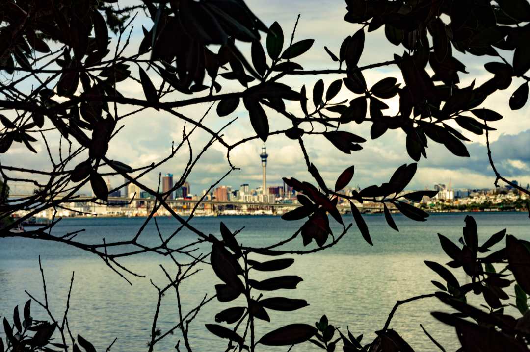 The Skytower Through a Frame Made by Trees