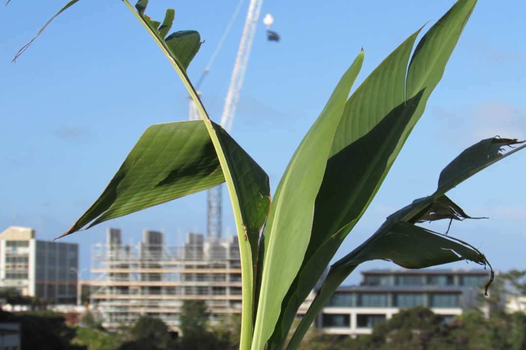 Sydney Wood Building an Environment