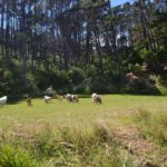 Pack life at Kauri Point