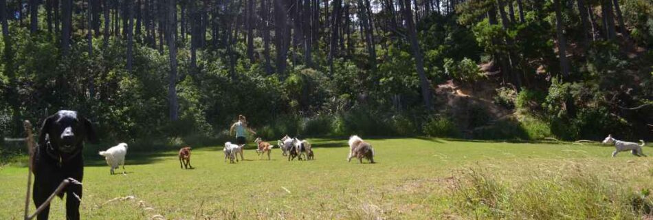 Pack life at Kauri Point