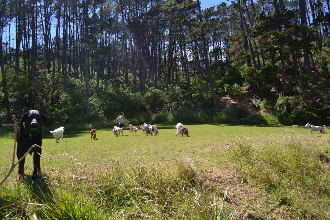 Pack life at Kauri Point