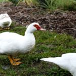 Duck, Interrupted. Three Quacking-good Angles