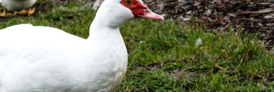 Duck, Interrupted. Three Quacking-good Angles