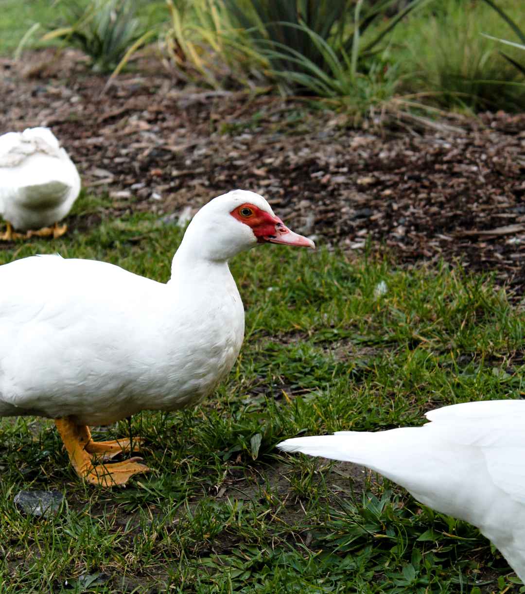 Duck, Interrupted. Three Quacking-good Angles