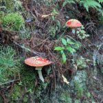 Fly Agaric Beauty but Deadly in Birkenhead War Memorial Park