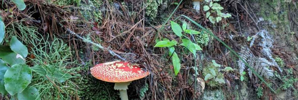 Fly Agaric Beauty but Deadly in Birkenhead War Memorial Park