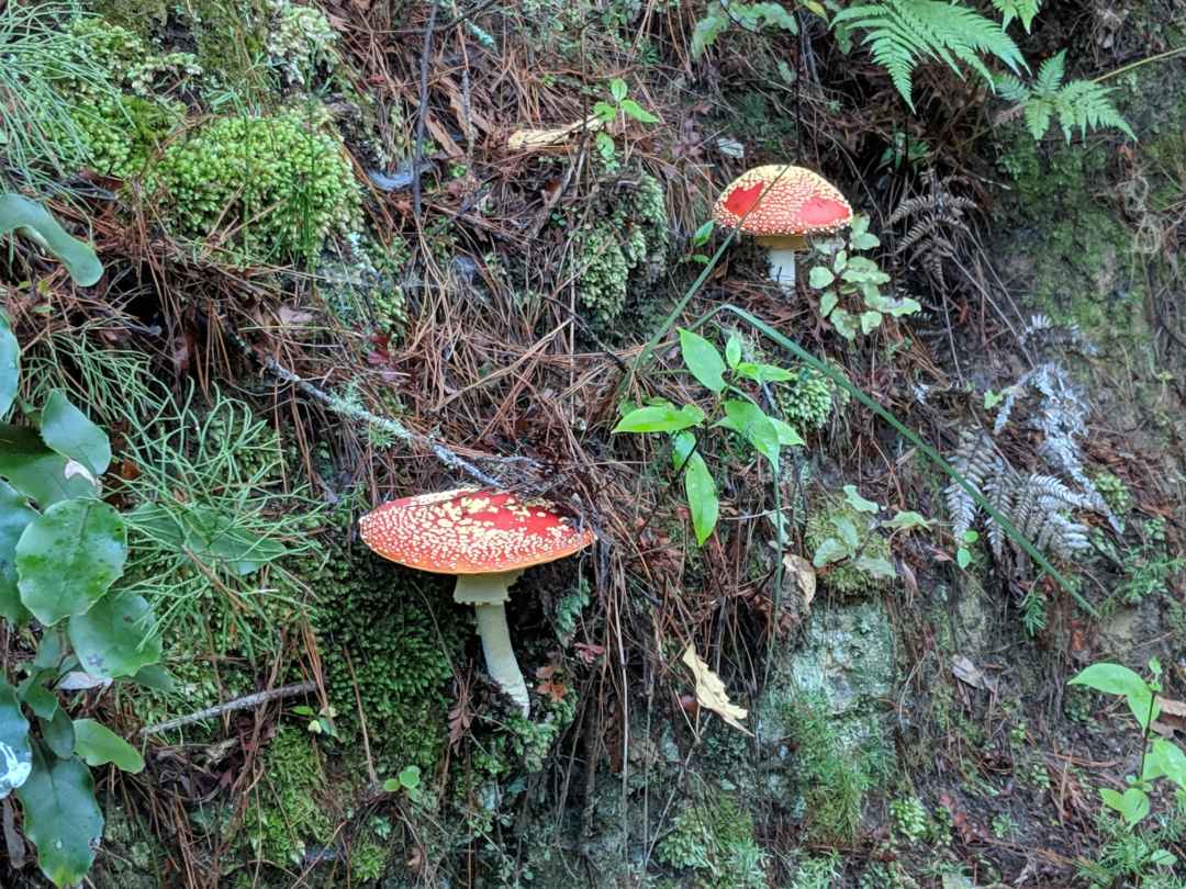 Fly Agaric Beauty but Deadly in Birkenhead War Memorial Park