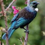 Birkenhead Tui