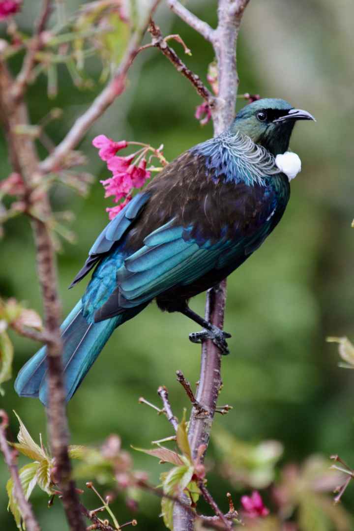 Birkenhead Tui