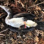 Hooked - dead pied shag found at Chelsea Estate Heritage Park