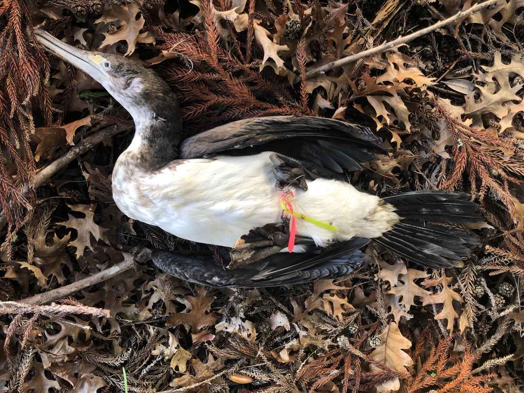 Hooked - dead pied shag found at Chelsea Estate Heritage Park