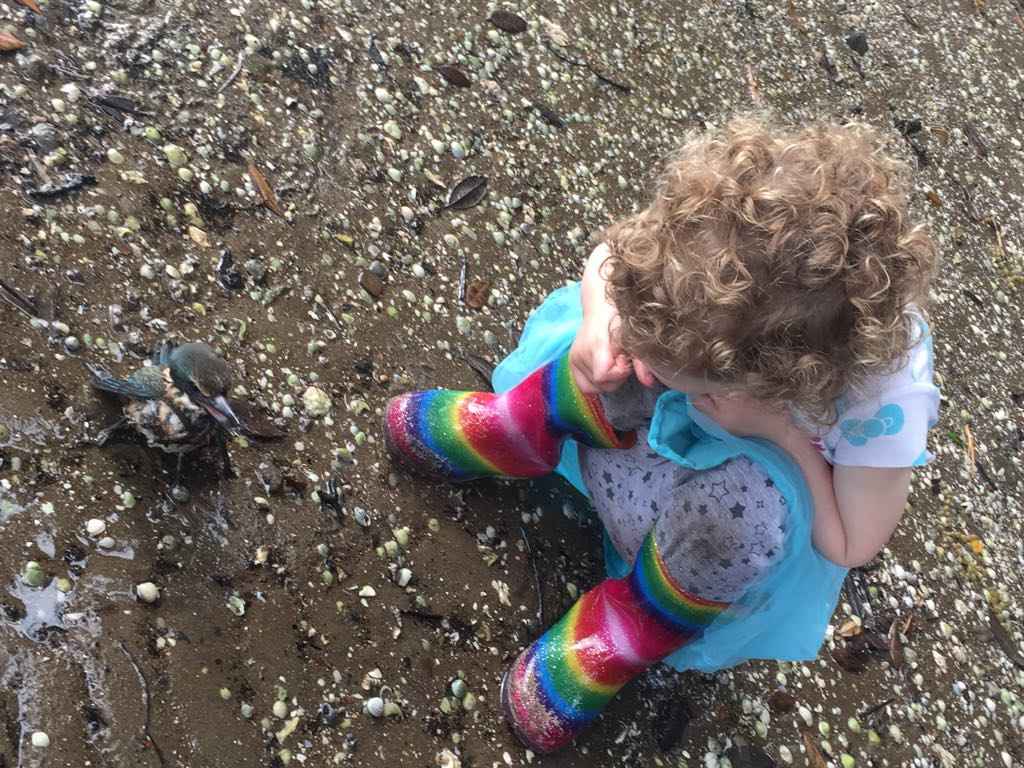 Rescuing an Injured Kingfisher at Little Shoal Bay