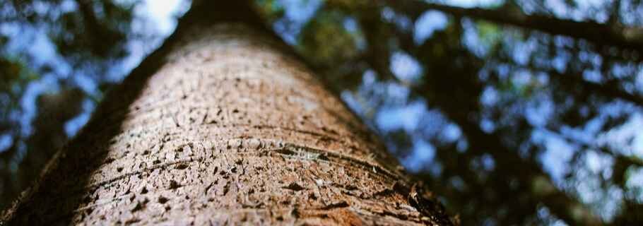 Tall Trunk