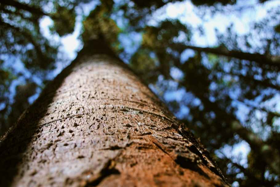 Tall Trunk