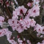 Flower Plum Tree