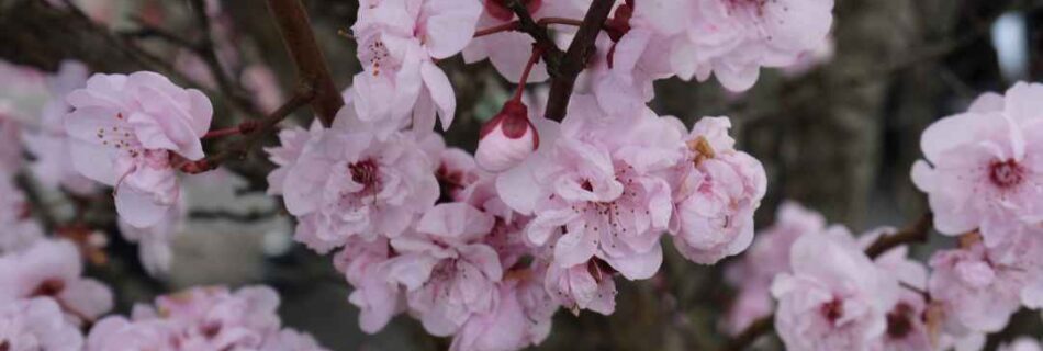 Flower Plum Tree